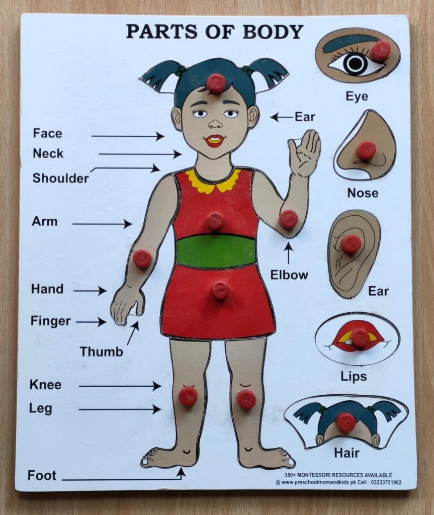 Parts Of Body – Knob Puzzle