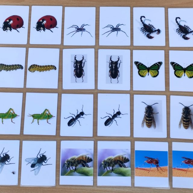 insect matching cards